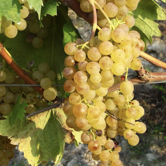 A ripe bunch of golden Favorita grapes hanging on the vine.