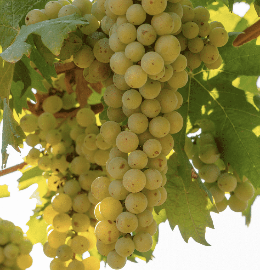A ripe bunch of golden-green Fiano grapes hanging on the vine.