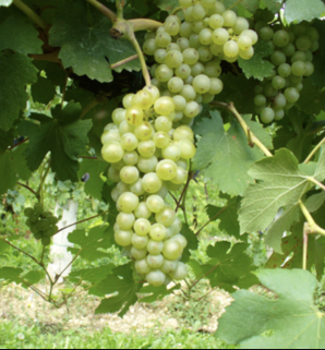 A ripe bunch of pale green Forastera grapes hanging on the vine.