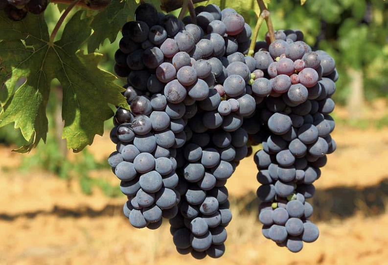 A ripe bunch of dark blue-black Frappato grapes hanging on the vine.