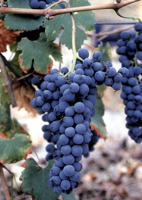 A ripe bunch of dark blue Freisa grapes hanging on the vine.