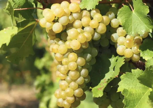 A ripe bunch of golden-yellow Friulano grapes hanging on the vine.