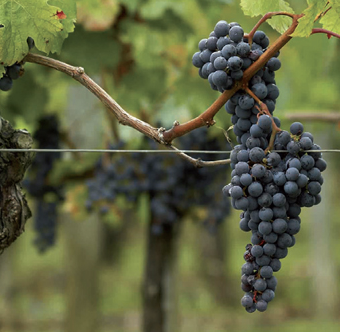 A ripe bunch of dark blue-black Friularo grapes hanging on the vine.
