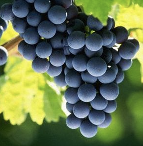 A ripe bunch of deep blue-black Fumin grapes hanging on the vine.