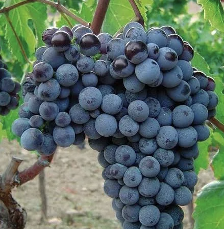 A ripe bunch of dark blue Gaglioppo grapes hanging on the vine.