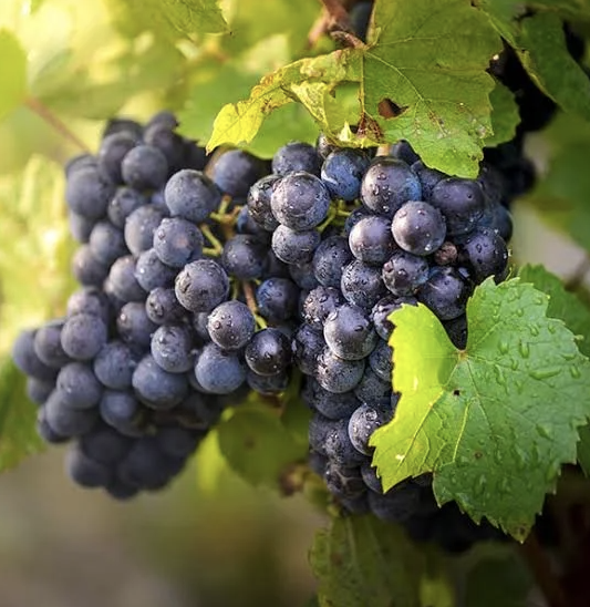 A ripe bunch of dark blue-black Gamay grapes hanging on the vine.