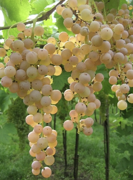 Long, loose bunches of pale golden Garganega grapes hanging from a pergola.