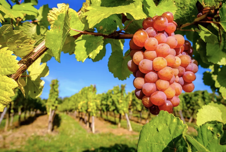 A bunch of pink-red Gewürztraminer grapes on the vine, with vineyard rows and blue sky behind.