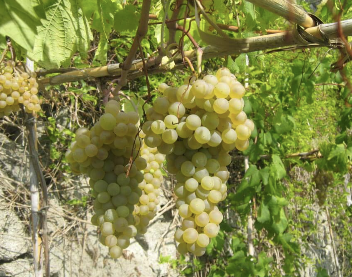 Bunches of pale green-gold Ginestra grapes on a vine trained against a wall.