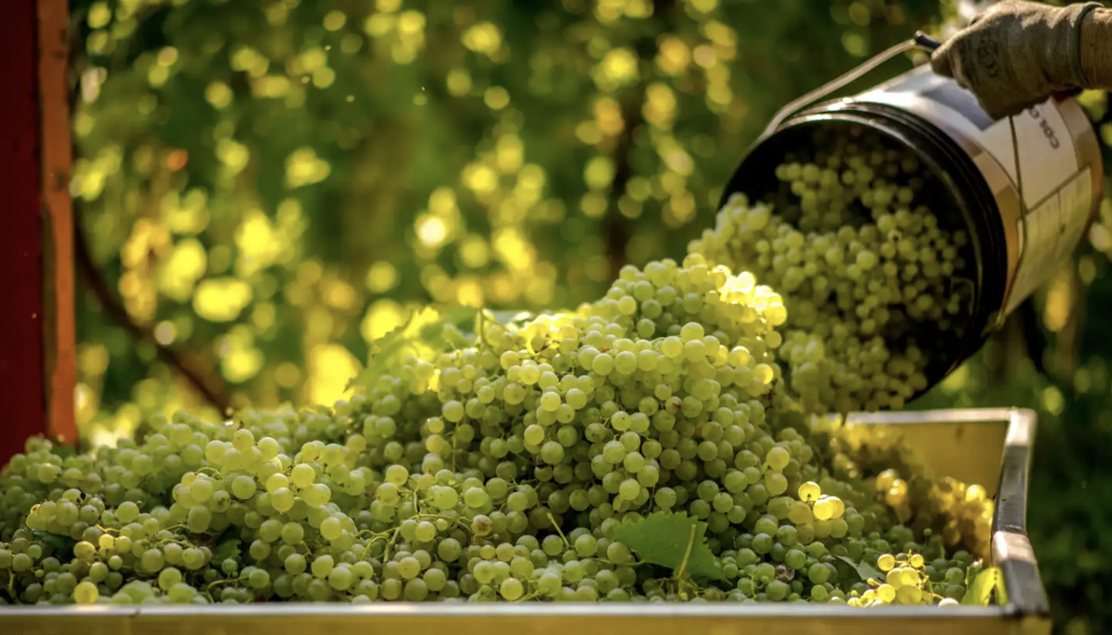 Harvested white Glera grapes tipped from a crate, with a vineyard behind.