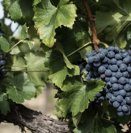 A ripe bunch of dark blue-black Grenache grapes hanging on the vine.