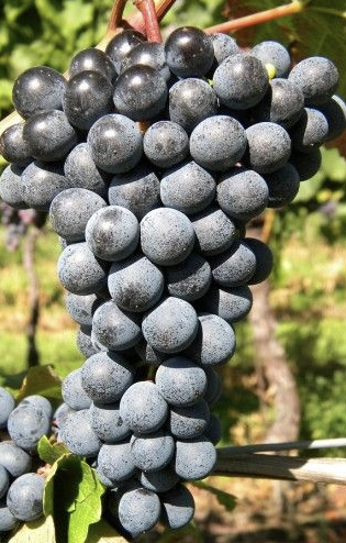 A ripe bunch of dusty blue-black Grasparossa grapes hanging on the vine.
