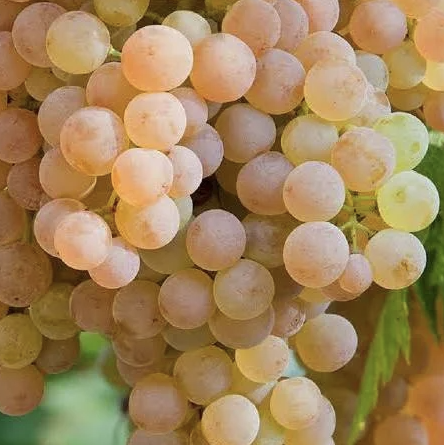 A ripe bunch of golden-pink Grecanico grapes hanging on the vine.