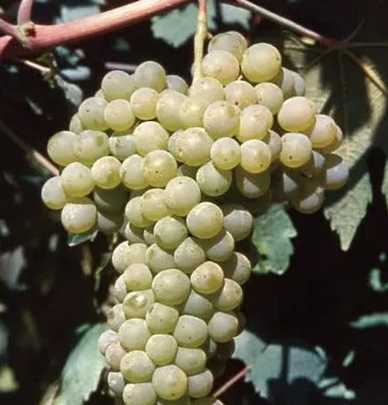 A ripe bunch of pale golden-green Grechetto grapes hanging on the vine.