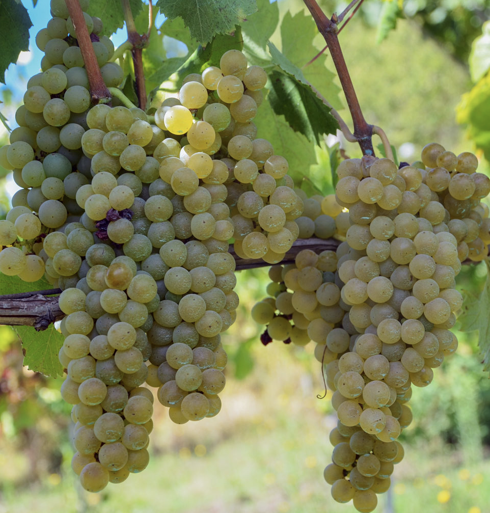 A ripe bunch of golden-green Greco grapes hanging on the vine.