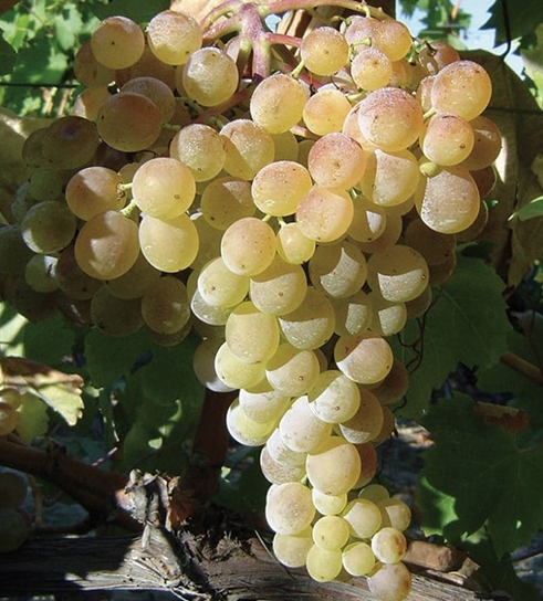 A ripe bunch of golden-green Greco Bianco grapes hanging on the vine.