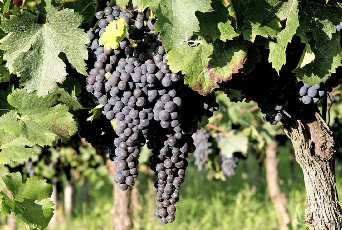 Bunches of dark Grignolino grapes hanging beneath a leafy vine canopy.