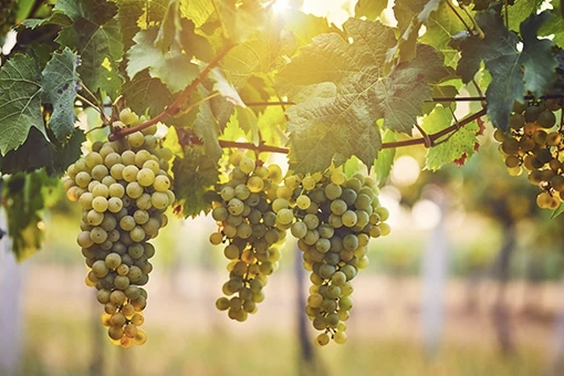 A ripe bunch of sunlit golden Grillo grapes hanging on the vine.