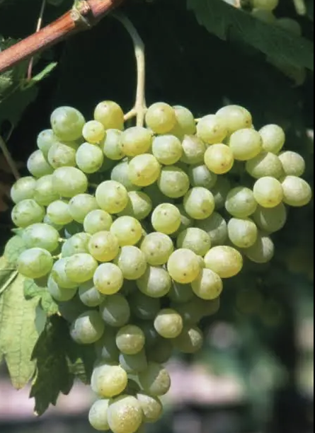 A ripe bunch of pale green Inzolia grapes hanging on the vine.
