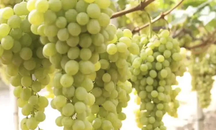 A ripe bunch of pale golden-green Malvasia grapes hanging on the vine.
