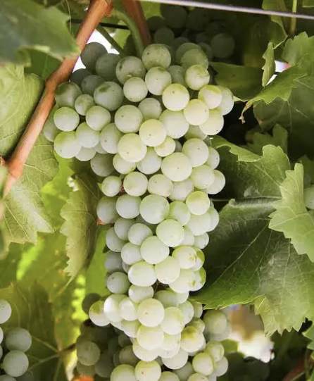A ripe bunch of pale green Malvasia Istriana grapes hanging on the vine.