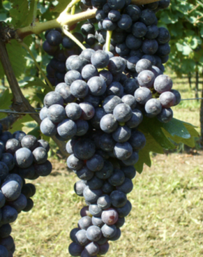 A ripe bunch of dark blue-black Malvasia Nera grapes hanging on the vine.