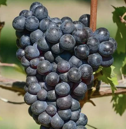 A ripe bunch of dark blue-purple Mammolo grapes hanging on the vine.