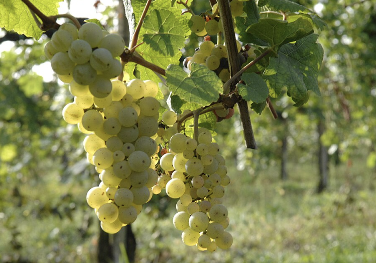 A ripe bunch of pale golden Manzoni Bianco grapes hanging on the vine.