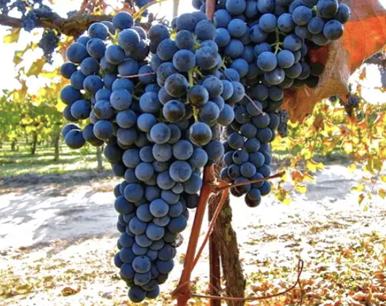 A ripe bunch of deep blue Marzemino grapes hanging on the vine.