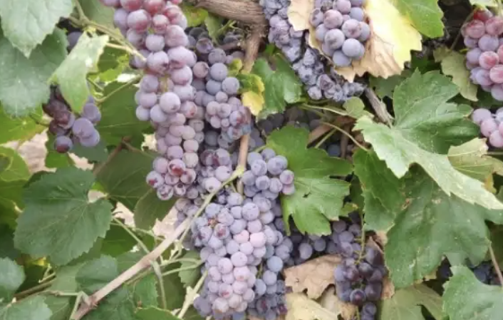 Loose pink-purple bunches of Molinara grapes hanging among vine leaves.