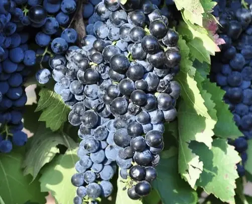 A ripe bunch of dark blue-black Montepulciano grapes hanging on the vine.