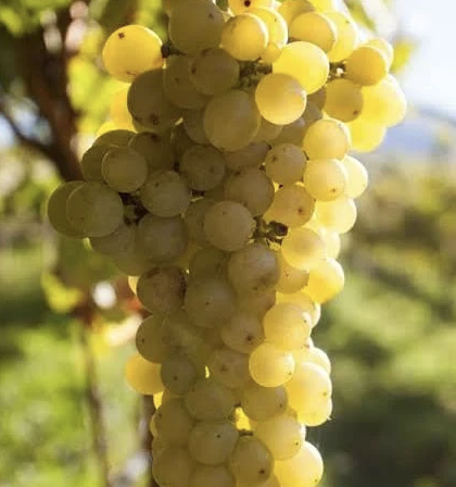 A ripe bunch of golden-yellow Moscato Giallo grapes hanging on the vine.