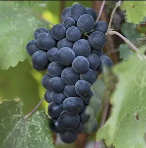 A ripe bunch of dark blue-black Merlot grapes hanging on the vine.