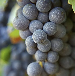 A ripe bunch of dusty blue-black Mayolet grapes hanging on the vine.