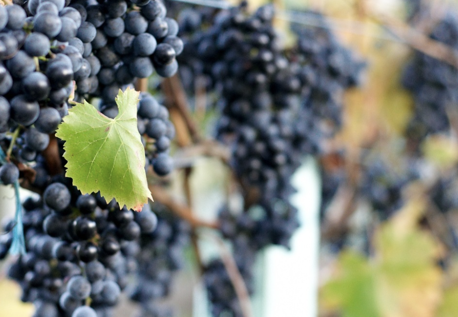 A ripe bunch of deep blue-black Lagrein grapes hanging on the vine.