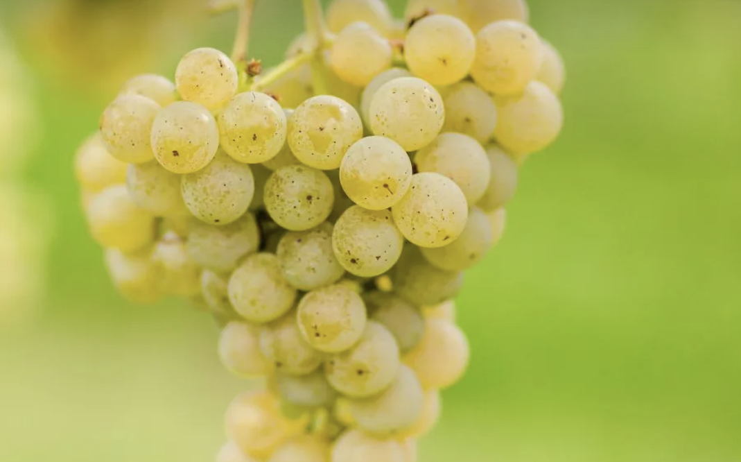 A ripe bunch of pale golden-green Kerner grapes hanging on the vine.
