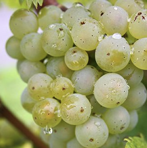 A ripe bunch of pale green Guarnaccia grapes hanging on the vine.