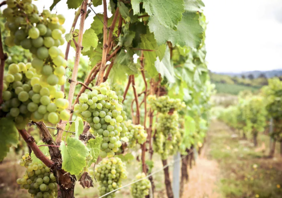 Bunches of pale green Grüner Veltliner grapes on the vine, looking down a vineyard row.