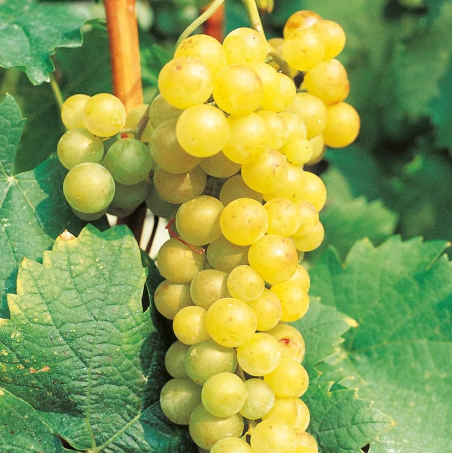 A ripe bunch of golden-yellow Moscato Bianco grapes hanging on the vine.