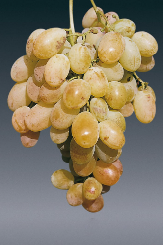 A bunch of golden Moscato d’Alessandria grapes photographed against a plain grey background.