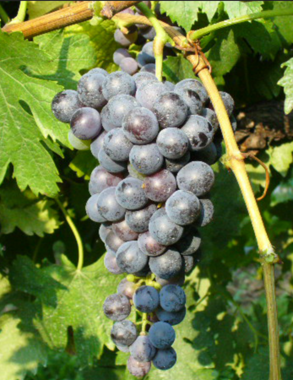 A ripe bunch of dusty blue-black Moscato di Scanzo grapes hanging on the vine.