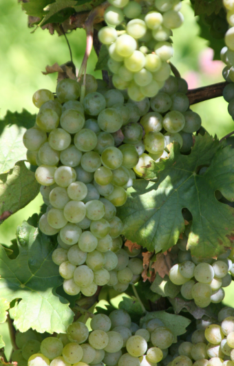 A ripe bunch of pale green Müller-Thurgau grapes hanging on the vine.