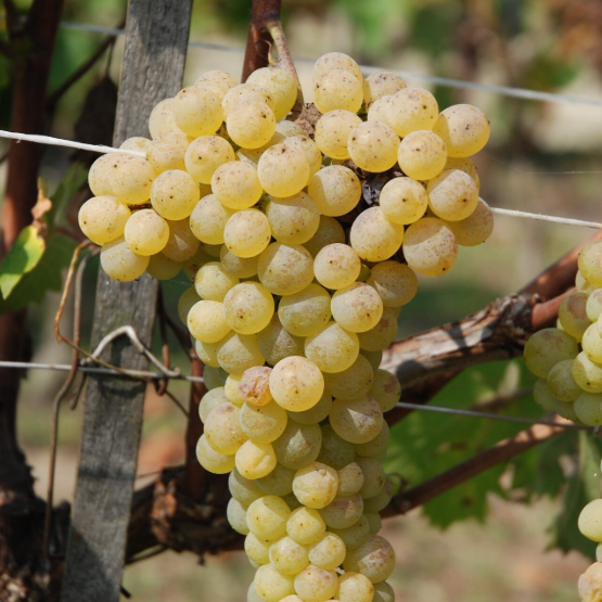 A ripe bunch of golden-yellow Nascetta grapes hanging on the vine.