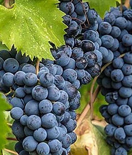 A ripe bunch of dark blue-black Negroamaro grapes hanging on the vine.