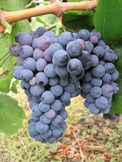 A ripe bunch of dusty blue-purple Nerello Cappuccio grapes hanging on the vine.