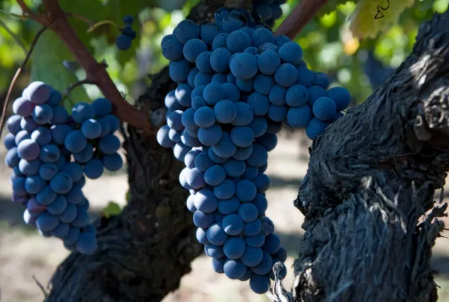 Deep blue-black bunches of Nerello Mascalese grapes on an old, gnarled black vine.