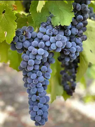 A ripe bunch of dusty blue Nero d’Avola grapes hanging on the vine.