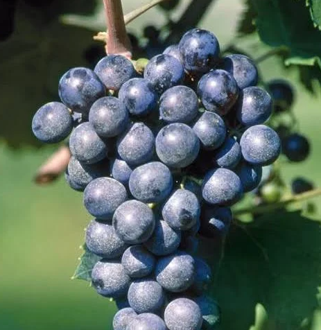 A ripe bunch of dark blue-black Nero di Troia grapes hanging on the vine.