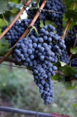 A ripe bunch of dark blue Neyret grapes hanging on the vine.