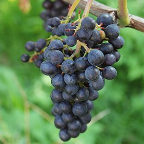 A ripe bunch of dark blue-black Nocera grapes hanging on the vine.